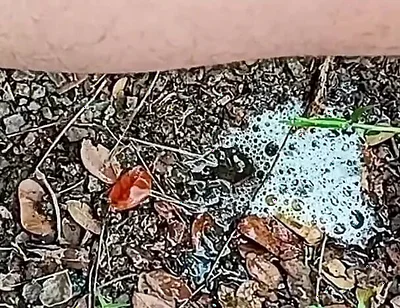 Compilation Pisses Urine by Master David