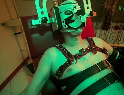 Playing Puppies the Second Examination