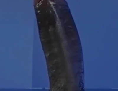 Sucking a Huge Black Cock in a Glory Hole