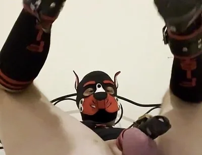 Gaping Gay Puppy Ass After Heavy Fisting Night