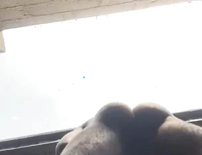 Doggy Bareback Below View