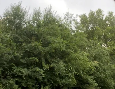 Jerking in the Woods