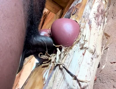 Ass Is Very Sweet in My Prison Room