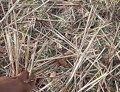 Bhabhi Gay Boy Outdoor Masterbate Pussy Hole