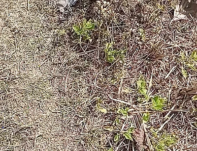 Outdoor Fucking Anal and Pussy Gay Boy