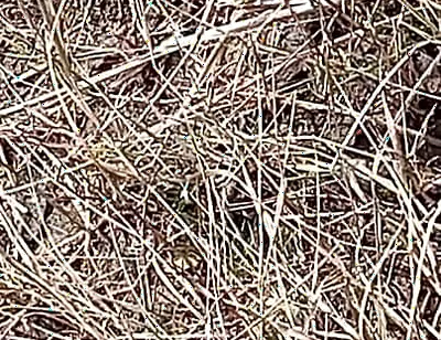 Gay Boy Outdoor Pussy Fuck Sissy Anal