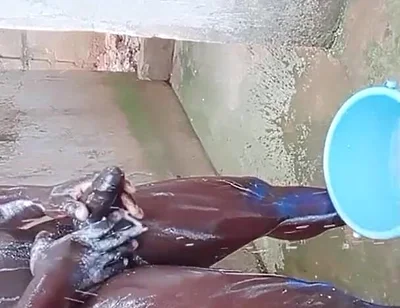 BBC Massage Orgys in Africa