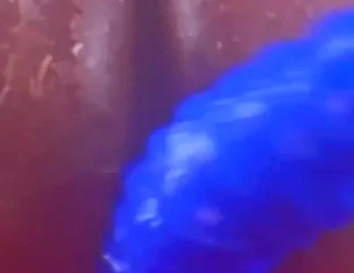 Should I Film with More Fantasy Dildos?