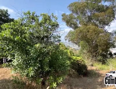 Caught Sucking Big Cock Blow Job Swallow Cum