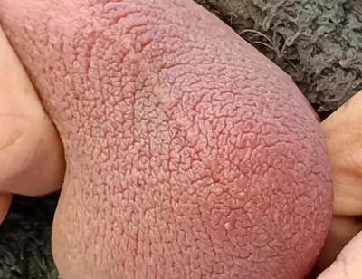 Big Uncut Cock Edging and Cumming, Outdoor Onesie Wank for the Neighbours - Rockardglans