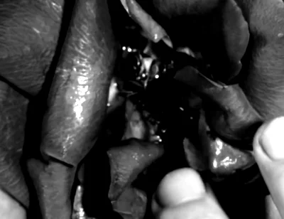 Hand Fetish - My Hands Destroying Flowers and Fruit
