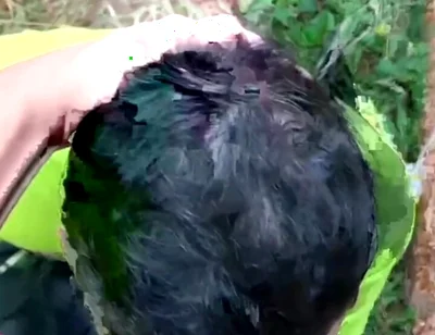 Two Males of Large Piroca Making Blows in the Forest.