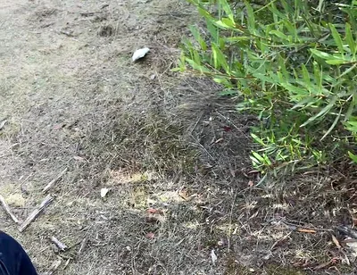 Cruising Adventures: Ep. 3, Madrid Outdoor Suck and Fuck Latino Guy and His Boyfriend