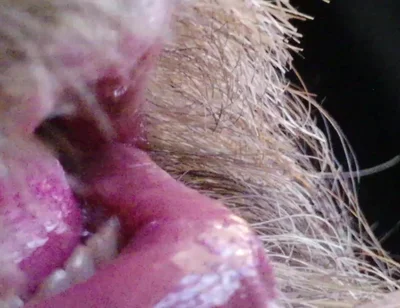 Kissing, Spitting on and Fucking My Stunt Mouth