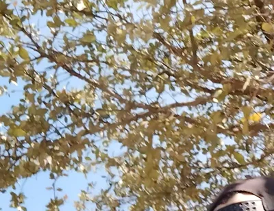 Me in the Park Alone Giving Pleasure to Till I Get Milk