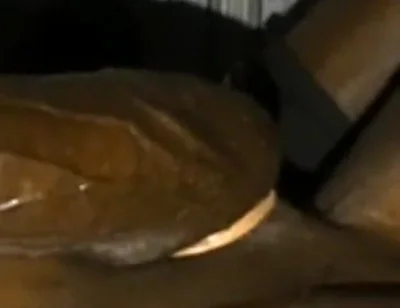 Rubbing Squeezing My Big Balls Stroking My BBC