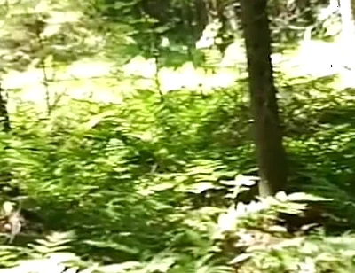 Chubbby Adventurer Forest Trips Over the Years