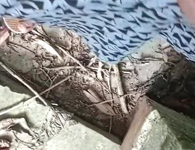 Jangal Me Mangal Bhola Sexy Boy