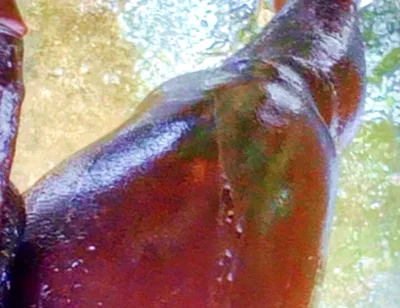 A Huge Dick Ready for Your Ass and Pussy