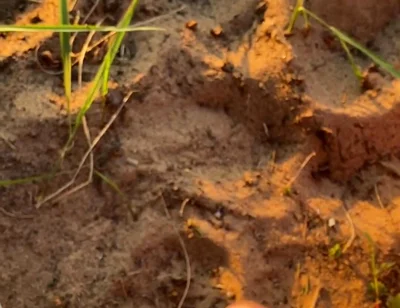 Wanna Taste All of My Cum?