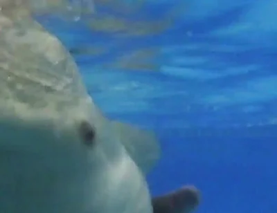 Indoor Public Pool Solo Uncut Nude Fit Man Swimming