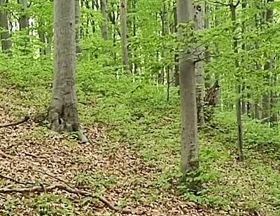 I Chase Him Through the Leaves