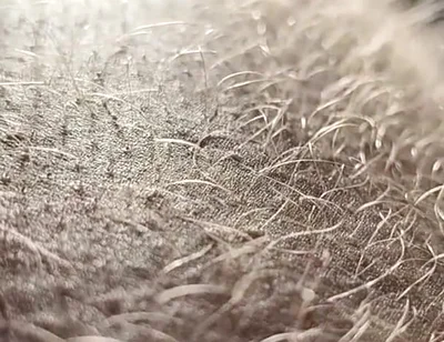 Ginger Fur