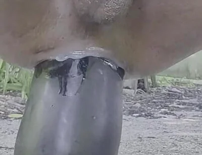 Extreme Pleasure