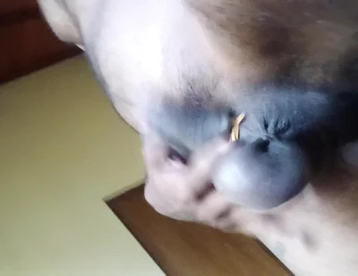 Uncut Cock an Balls Pressure Ring Swing