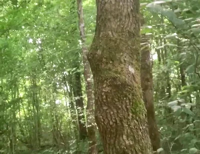 Once Again in the Forest