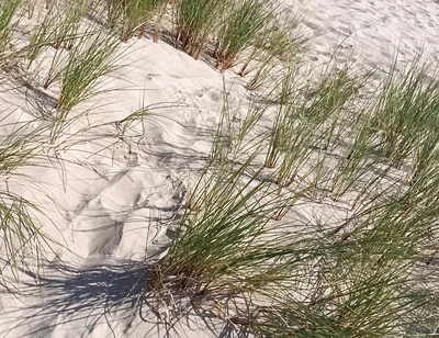 Hot Dilf Nude Beach Big Cock Showing off in the Dunes - Rockardglans