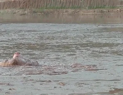 Exploring the Deep and Creamy Mud Pond
