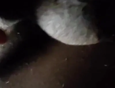 Spit on Your Genitals and Move and Ejaculate