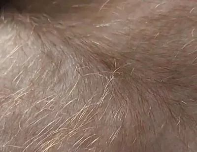 Anybody Want to Run Their Hands Over My Hairy Ginger Chest and Belly?