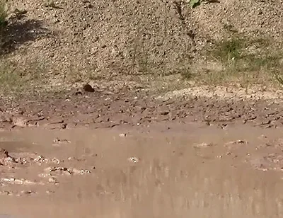 A Great Mud Adventure