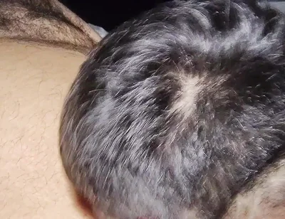 Suck My Fat Pig's Dick