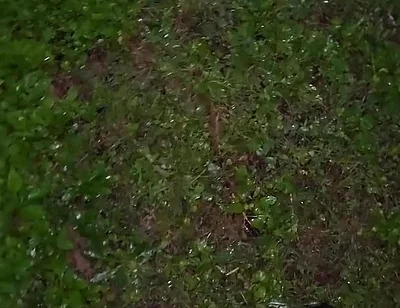 Almost Caught in a Park