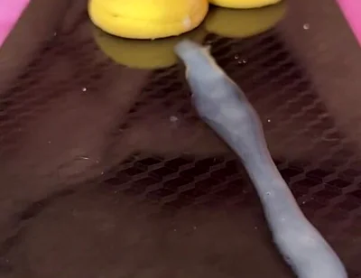 Does Anyone Not Like Sperm Cookies?