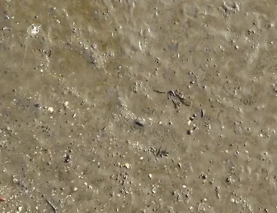 Short Test in the Mudflats on the Beach of Horumersiel