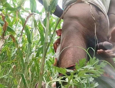 Big Black Hawking in the Cornfield