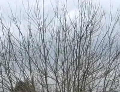 Scukign Straight Vi Outdoor in Exhib