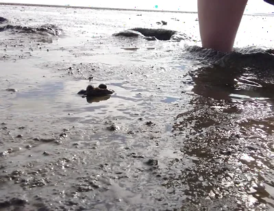 In Fine Stockings in the Wadden Sea of Wangerland