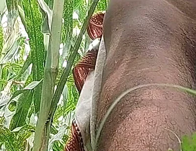 Big Black Hawking in the Cornfield