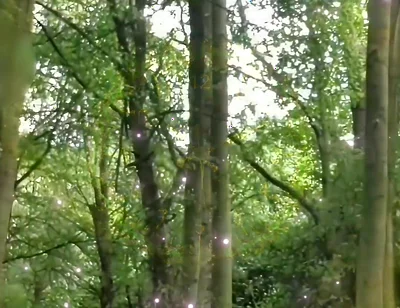 Fully Naked Walk in a Forest
