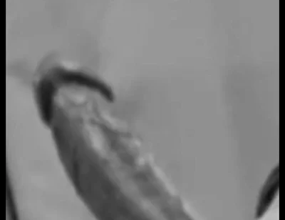 Intro