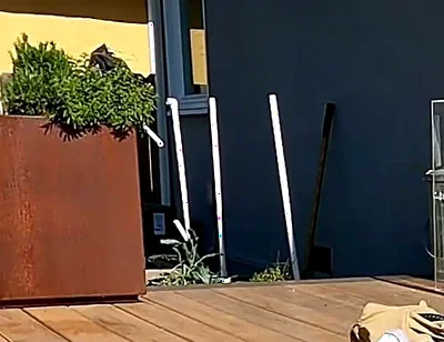 Boy Surprises Stepdaddy Strips and Sucks Him Outdoors