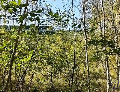 Jerking off in the Woods Near the Highway. I Almost Got Caught!