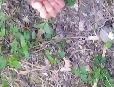 Cock Exposed Through the Pants Fly This Cute Gay Boy Humping Precuming Cumming Cleaning Sperm on His Dick Outdoors Is Jon Arteen