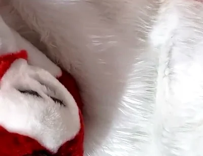 Furry in Full-body Fursuit Pisses on You, Then Cums Over Himself