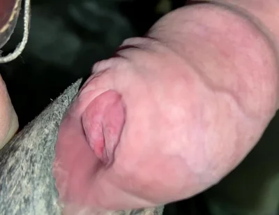 Close up Uncut Handsfree Cumshot After Hose Suction